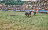 Biển người đội mưa xem chọi trâu Đồ Sơn