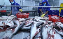 FSIS đề xuất công nhận Việt Nam đủ điều kiện xuất khẩu cá da trơn vào thị trường Mỹ