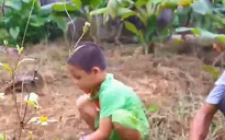 Cặp lá yêu thương: Gà trống nuôi con