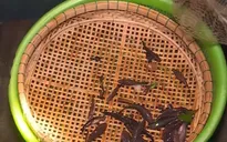 Săn cá bống ở miền Tây mùa nước nổi