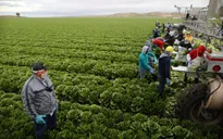 Australia sắp có thị thực mới cho lao động nông nghiệp