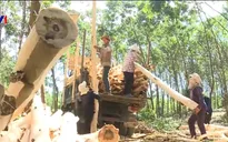 Hiệu quả kinh tế từ trồng rừng gỗ lớn