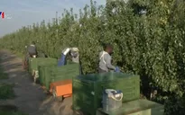 Kinh nghiệm hỗ trợ phát triển nông nghiệp hữu cơ trên thế giới