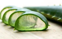 Tác dụng phụ của lô hội ít người biết