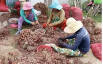 Hành tím mất giá mạnh, nông dân Ninh Thuận gặp khó