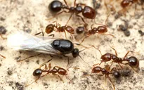 Phát hiện ổ kiến lửa đỏ có thể gây chết người ở Hàn Quốc