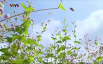 Hoa tam giác mạch trên vùng đất Tây Nguyên