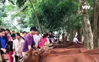 Ngân hàng bò và hoạt động từ thiện bền vững cho người nghèo
