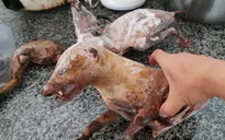 Sự thật đau xót phía sau các đường dây tàn sát đẫm máu động vật hoang dã