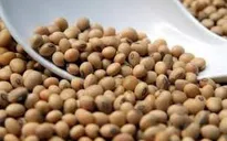 Mỹ xuất khẩu đậu tương sang EU