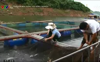 Chuyện nhà nông với nông nghiệp: Hiệu quả từ mô hình nuôi cá lồng ở Quỳnh Nhai