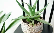 10 loại cây trồng trong nhà thanh lọc không khí cực tốt