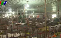 Công điện về phòng chống dịch tả lợn châu Phi