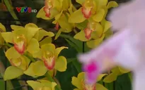 Triển lãm hoa lan quốc tế thường niên tại Colombia