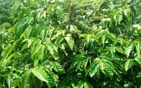 Thông tin mua lá cà phê giá cao ở Lâm Đồng là sai sự thật