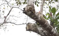 Bình Phước: Người trồng điều bất lực với sâu bệnh