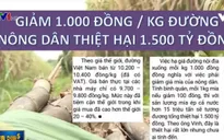 Lối đi nào cho ngành mía đường Việt Nam?