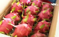 Bảo vệ thương hiệu nông sản: DN Việt còn nhiều lúng túng