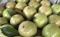 Bao tiêu vú sữa xuất khẩu cho nông dân