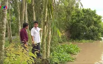 Hiệu quả mô hình kè sinh thái chống sạt lở bờ sông ở Hậu Giang