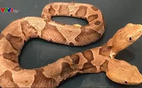 Rắn hai đầu hiếm thấy vừa được phát hiện tại Mỹ