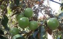 240 tấn vú sữa đã được đưa sang thị trường Mỹ