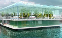 Trang trại nuôi bò sữa nổi đầu tiên trên thế giới
