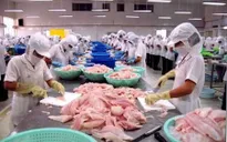 Doanh nghiệp thủy sản gặp khó trên “sân nhà”