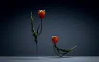 Vũ điệu hoa tulip cực kỳ sống động