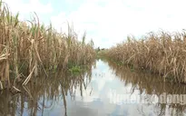 Mía chết vàng đồng, nông dân Hậu Giang lao đao