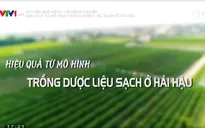 Chuyện nhà nông với nông nghiệp: Hiệu quả từ mô hình trồng dược liệu sạch ở Hải Hậu