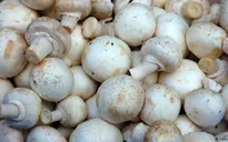Sữa và nấm có thể ngăn ngừa các bệnh trao đổi chất