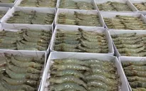 Tôm Việt Nam vào Mỹ có thể được hưởng mức thuế 0%