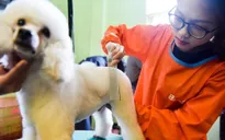 Phát triển dịch vụ làm đẹp, chăm sóc cho thú cưng