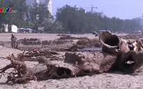 Sau mưa lũ, bãi biển Sầm Sơn ngập thân cây, củi gỗ