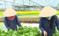 Hộ gia đình sẽ được hỗ trợ làm nông nghiệp hữu cơ