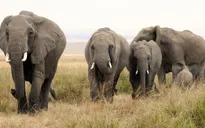 Phát hiện số lượng voi bị giết lớn nhất trong lịch sử tại Botswana