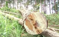 UBND tỉnh Lâm Đồng kiểm tra vụ phá rừng thông tại huyện Lâm Hà
