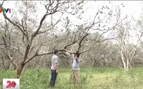 Bình Phước: Nghịch lý trong hỗ trợ nông dân trồng điều