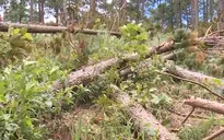 Trách nhiệm của chính quyền trong vụ phá rừng thông cổ thụ ở Lâm Đồng