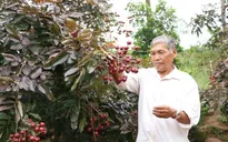 Những lưu ý trong lựa chọn cây giống nhãn tím Sóc Trăng