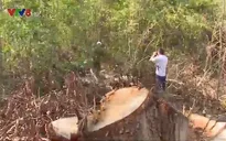 Lợi dụng tận thu cây gãy đổ để phá rừng ở Đắk Lắk