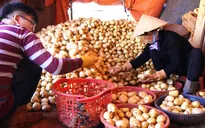 Từ 15/9, cấm nông sản Trung Quốc vào chợ Đà Lạt