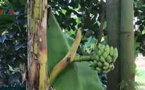 Độc đáo buồng chuối mọc ở giữa thân
