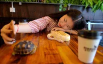 Đến quán cafe cảm giác mạnh: Chơi cùng rắn, bọ cạp và cự đà