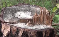 Cận cảnh những cánh rừng bị tàn phá tại Lâm Đồng
