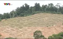 Ảnh hưởng của nhiều thủy điện vừa và nhỏ ở Quảng Nam