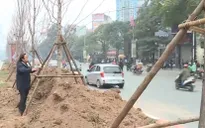 Hà Nội thí điểm trồng cây phong lá đỏ ở một số tuyến phố