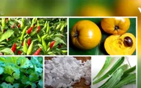 Hàng nông sản Việt Nam được chào bán trên Amazon với giá cao