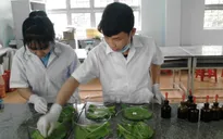 Học sinh lớp 12 chế ra phân hữu cơ để trồng rau sạch